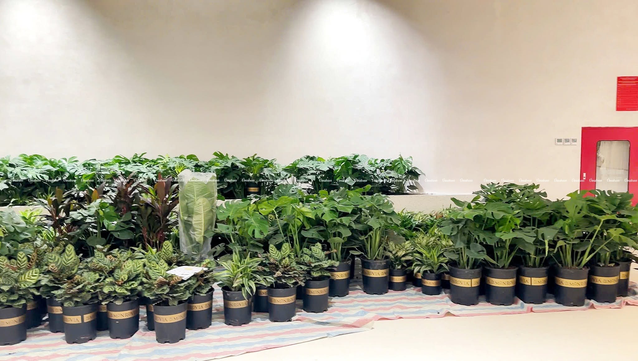 Vinatrees đặt lớp bạt để tránh nguy cơ trầy xước và giữ cho sàn nhà khô